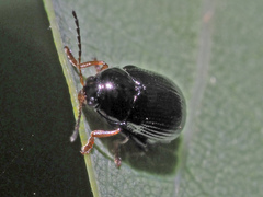 Cryptocephalus labiatus
