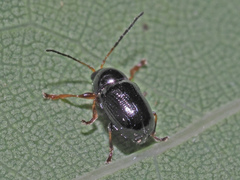 Cryptocephalus labiatus