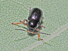 Cryptocephalus labiatus