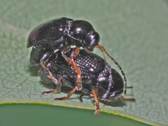 Cryptocephalus labiatus