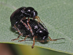 Cryptocephalus labiatus
