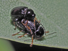 Cryptocephalus labiatus