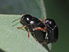 Cryptocephalus labiatus