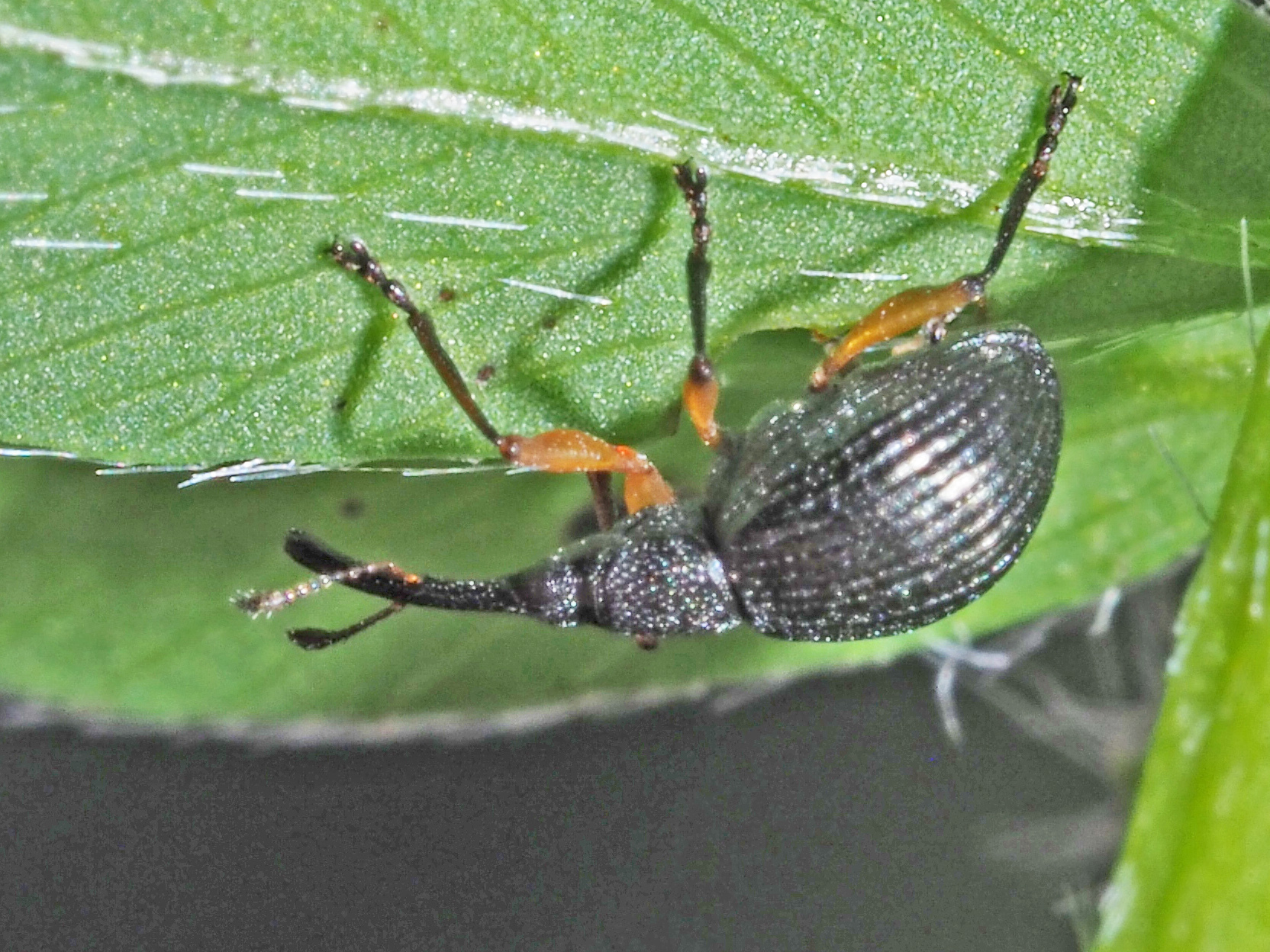 Protapion apricans · iNaturalist