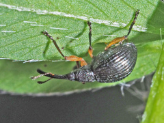 Protapion apricans