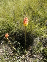 Kniphofia stricta