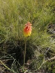 Kniphofia stricta