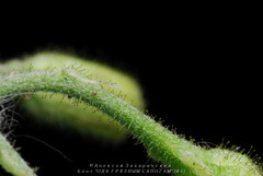 Hieracium sylvularum