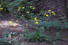 Hieracium sylvularum