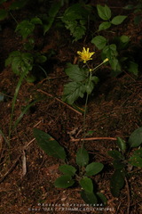 Hieracium sylvularum