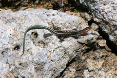 Anatololacerta pelasgiana