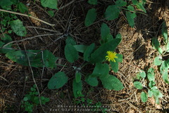 Hieracium sylvularum