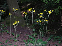 Hieracium sylvularum
