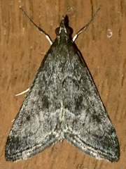 Pyrausta napaealis