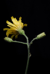Hieracium sylvularum