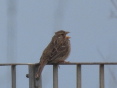 Emberiza calandra