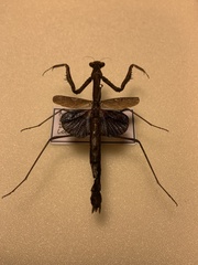 Coenomantis kraussiana