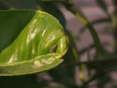 Clovia conifera