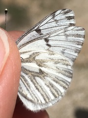 Pontia sisymbrii