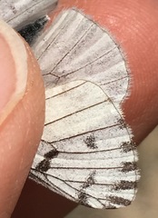 Pontia sisymbrii