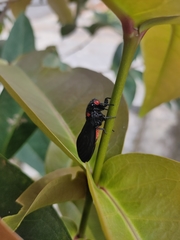 Huechys sanguinea
