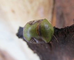 Solenotichus circuliferus