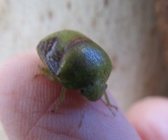 Solenotichus circuliferus