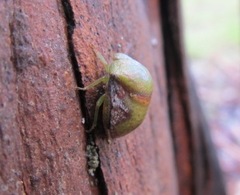 Solenotichus circuliferus