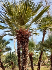 Chamaerops humilis