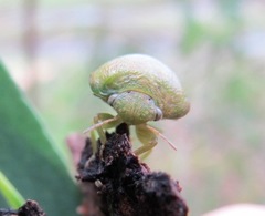 Solenotichus circuliferus