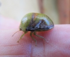 Solenotichus circuliferus