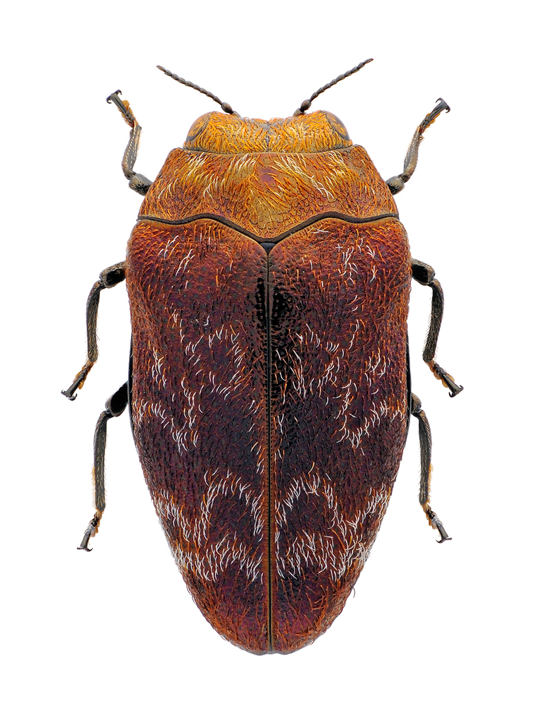 Leaf-mining Jewel Beetles