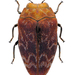 Leaf-mining Jewel Beetles - Photo (c) Kohichiro Yoshida, some rights reserved (CC BY-NC)
