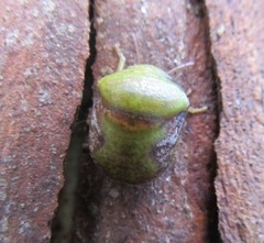 Solenotichus circuliferus