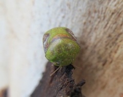 Solenotichus circuliferus