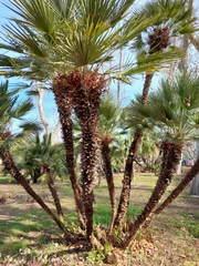 Chamaerops humilis