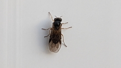 Acordulecerinae