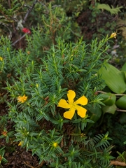 Hypericum irazuense