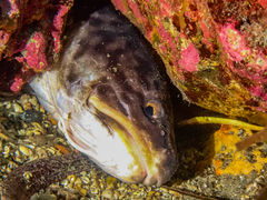 Genypterus tigerinus