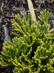 Diphasiastrum thyoides