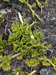 Diphasiastrum thyoides