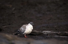 Columba leuconota