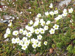 Diapensia