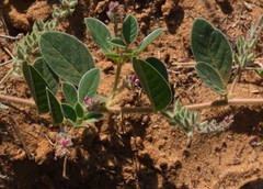 Requienia sphaerosperma