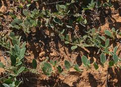 Requienia sphaerosperma