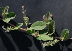 Requienia sphaerosperma