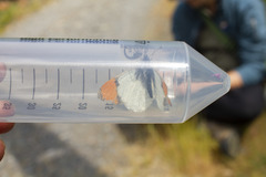 Anthocharis julia flora