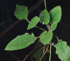 Hieracium sylvularum