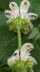 Lamium flexuosum
