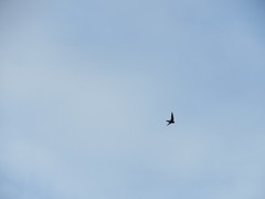 Aerodramus terraereginae